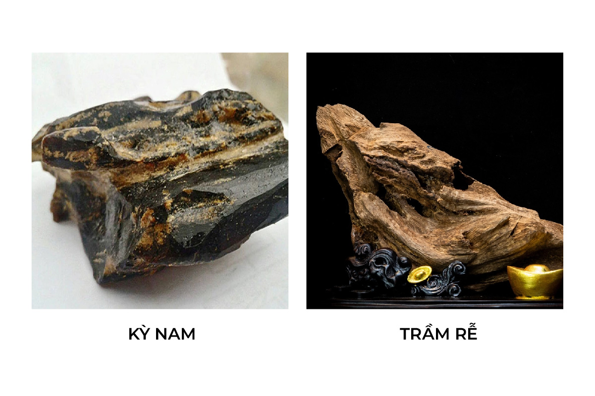 Trầm hương kỳ nam và trầm rễ
