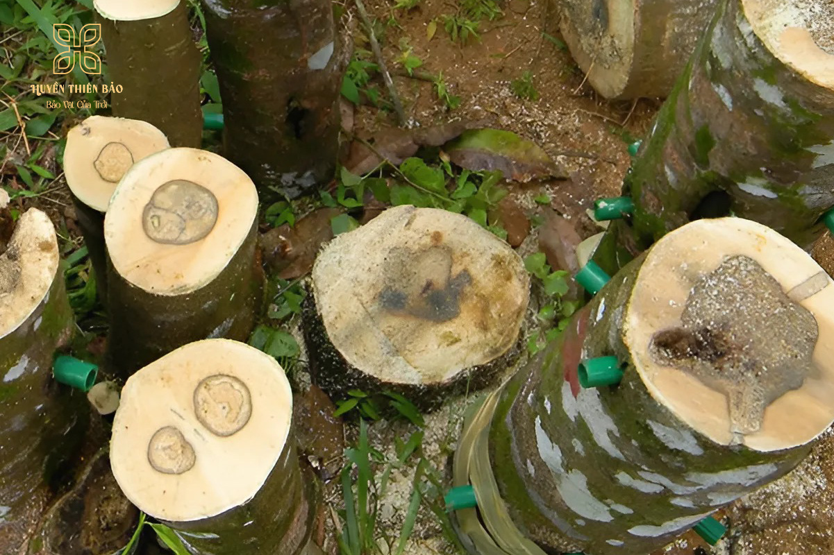 Trầm hương nhân tạo