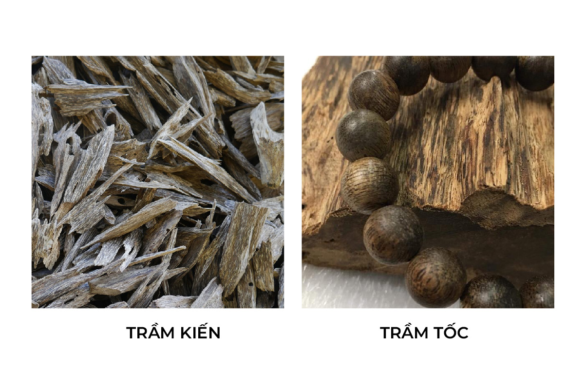Trầm kiến và trầm tốc