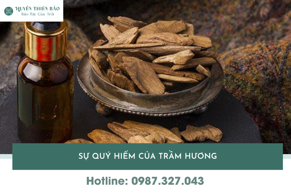 HUYỀN THIÊN BẢO | Tại sao trầm hương lại đắt? Chuyên gia bật mí các yếu tố quyết định giá HUYỀN THIÊN BẢO | Tại sao trầm hương lại đắt? Chuyên gia bật mí các yếu tố quyết định giá