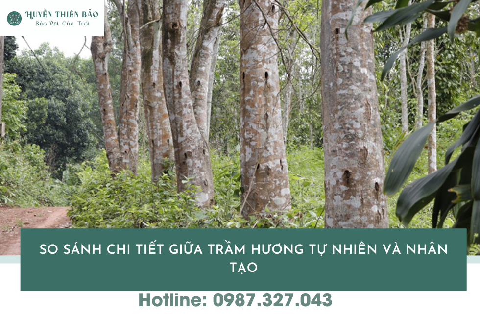 HUYỀN THIÊN BẢO | Phân biệt trầm hương tự nhiên và trầm hương nhân tạo: Cách nhận biết chính xác 100% HUYỀN THIÊN BẢO | Phân biệt trầm hương tự nhiên và trầm hương nhân tạo: Cách nhận biết chính xác 100%