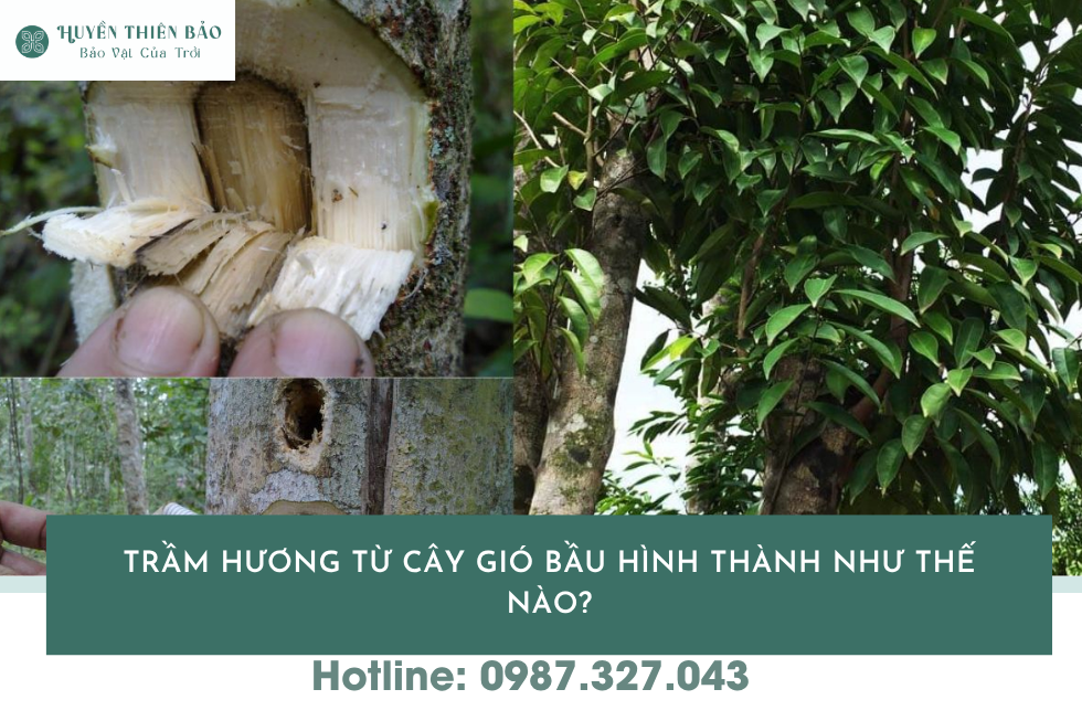 HUYỀN THIÊN BẢO | Cây Gió Bầu Là Gì? Đặc Điểm, Giá Trị Và Cách Trồng Hiệu Quả HUYỀN THIÊN BẢO | Cây Gió Bầu Là Gì? Đặc Điểm, Giá Trị Và Cách Trồng Hiệu Quả
