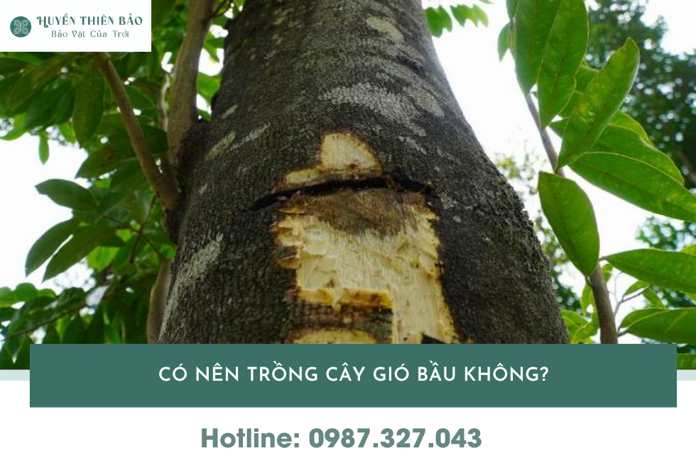 HUYỀN THIÊN BẢO | Cây Gió Bầu Là Gì? Đặc Điểm, Giá Trị Và Cách Trồng Hiệu Quả HUYỀN THIÊN BẢO | Cây Gió Bầu Là Gì? Đặc Điểm, Giá Trị Và Cách Trồng Hiệu Quả